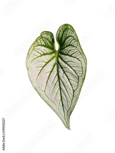 Caladium leaf (Caladium bicolor)  isolated on white background.