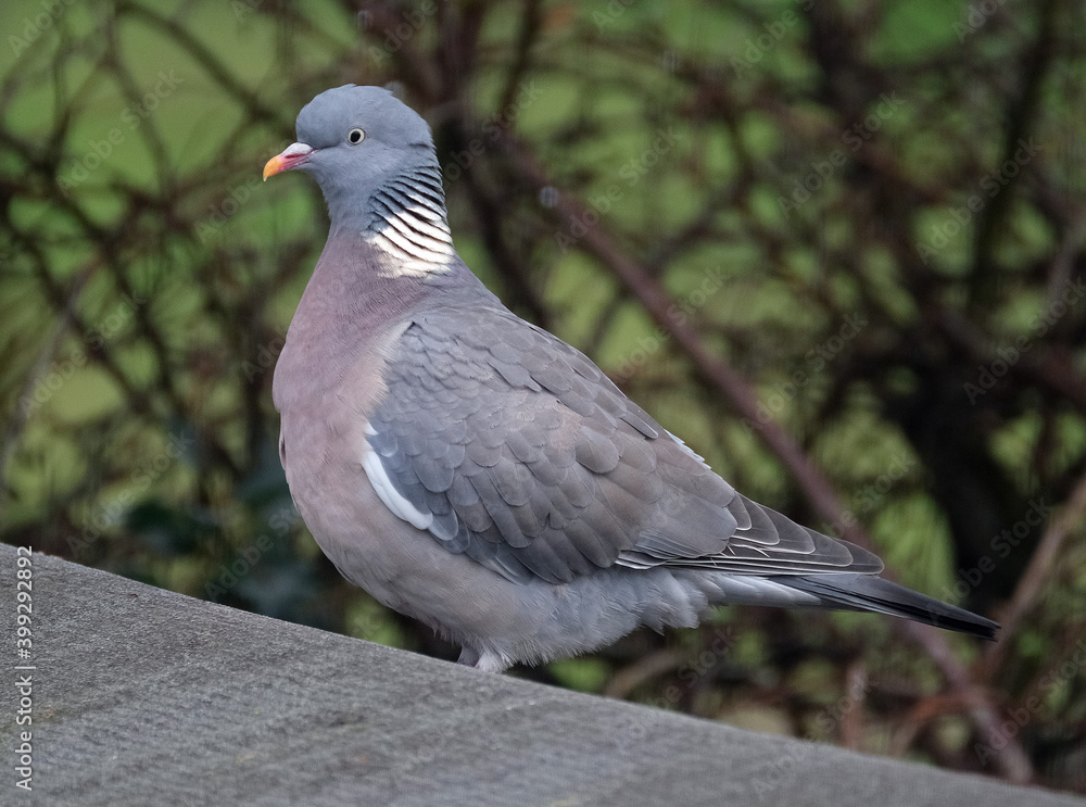 Fototapeta premium Woodpigeon looking for food in winter in urban house garden.