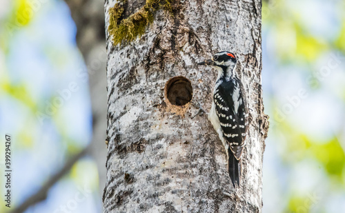 hairy woodpecker in tree nest