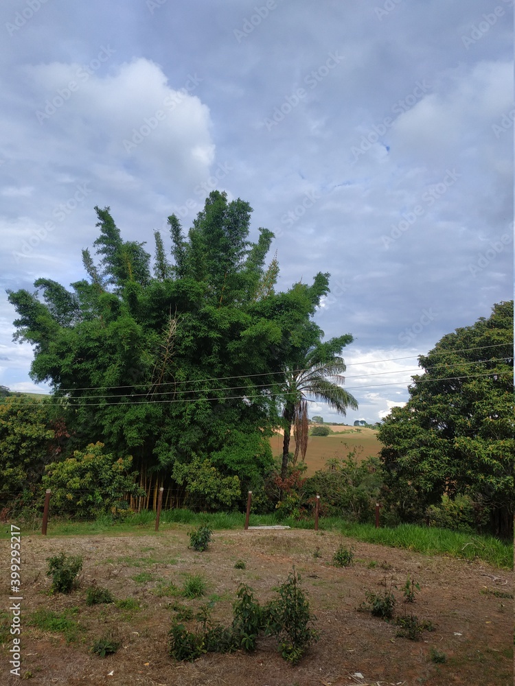 Fototapeta premium Paisagem com coqueiro