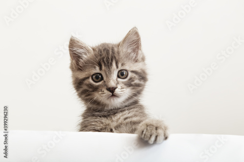 Kitten head with paw up peeking over blank white sign placard. Pet kitten curiously peeking behind white banner background with copy space. Tabby baby cat showing placard template.