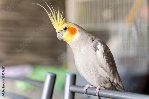 Gray-yellow parrot sits on a chair by the cage at home
