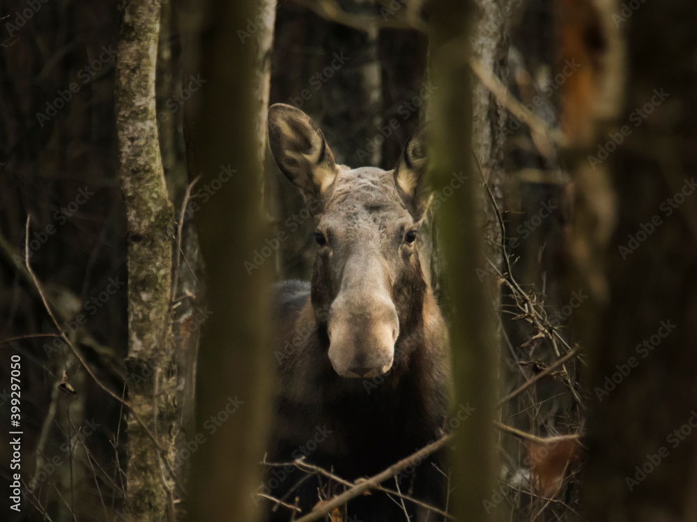 Fototapeta premium wild moose in the autumn forest 