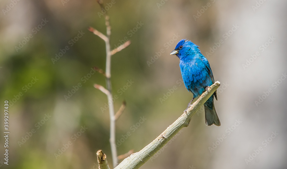 Indigo bunting in trees