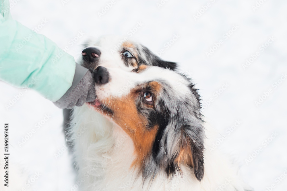 Woman hand feeding two australian shepherd in winter forest close up Woman hand feeding two australian shepherd in winter forest close up