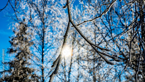 Fototapeta Naklejka Na Ścianę i Meble -  oszronione drzewa w górach