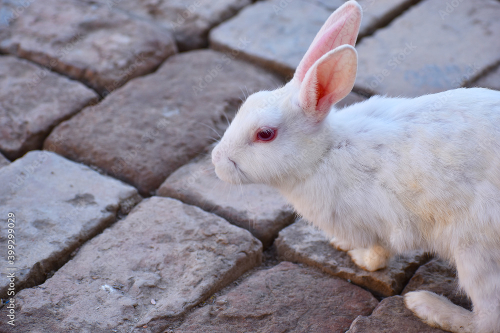 beautiful rabbit, Close-up of a white Rabbit beautiful rabbit, Close-up of a white Rabbit