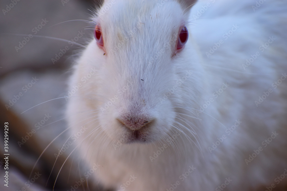 beautiful rabbit, Close-up of a white Rabbit beautiful rabbit, Close-up of a white Rabbit