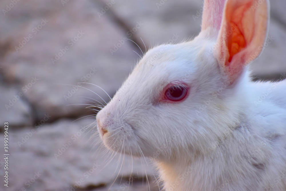beautiful rabbit, Close-up of a white Rabbit beautiful rabbit, Close-up of a white Rabbit