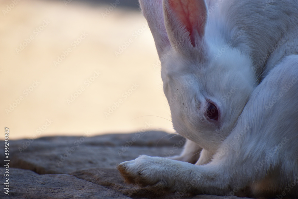 Fototapeta premium beautiful rabbit, Close-up of a white Rabbit