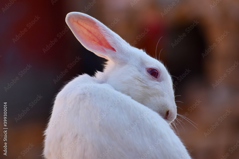beautiful rabbit, Close-up of a white Rabbit beautiful rabbit, Close-up of a white Rabbit