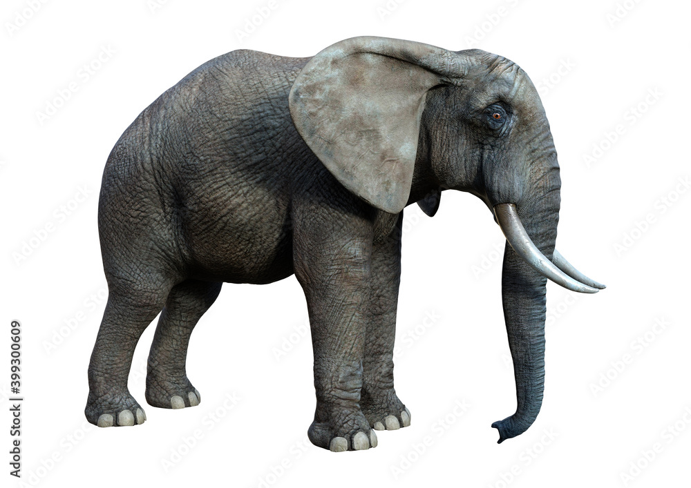 3D Rendering African Elephant on White