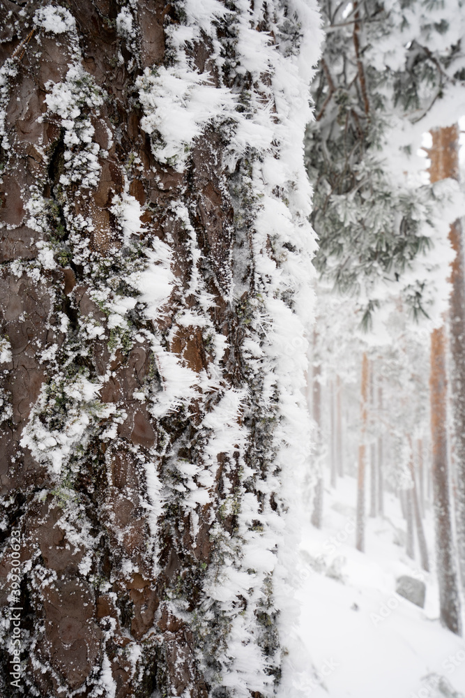 Obraz premium Frozen forest, Sierra de Guadarrama, Madrid, Spain.