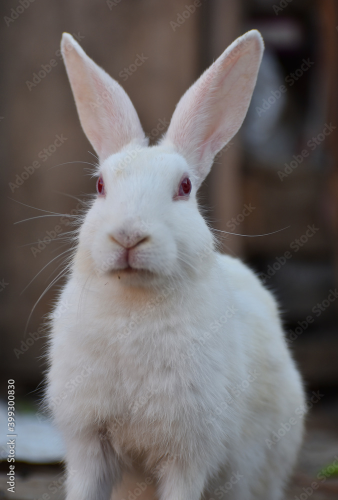 beautiful rabbit, Close-up of a white Rabbit beautiful rabbit, Close-up of a white Rabbit
