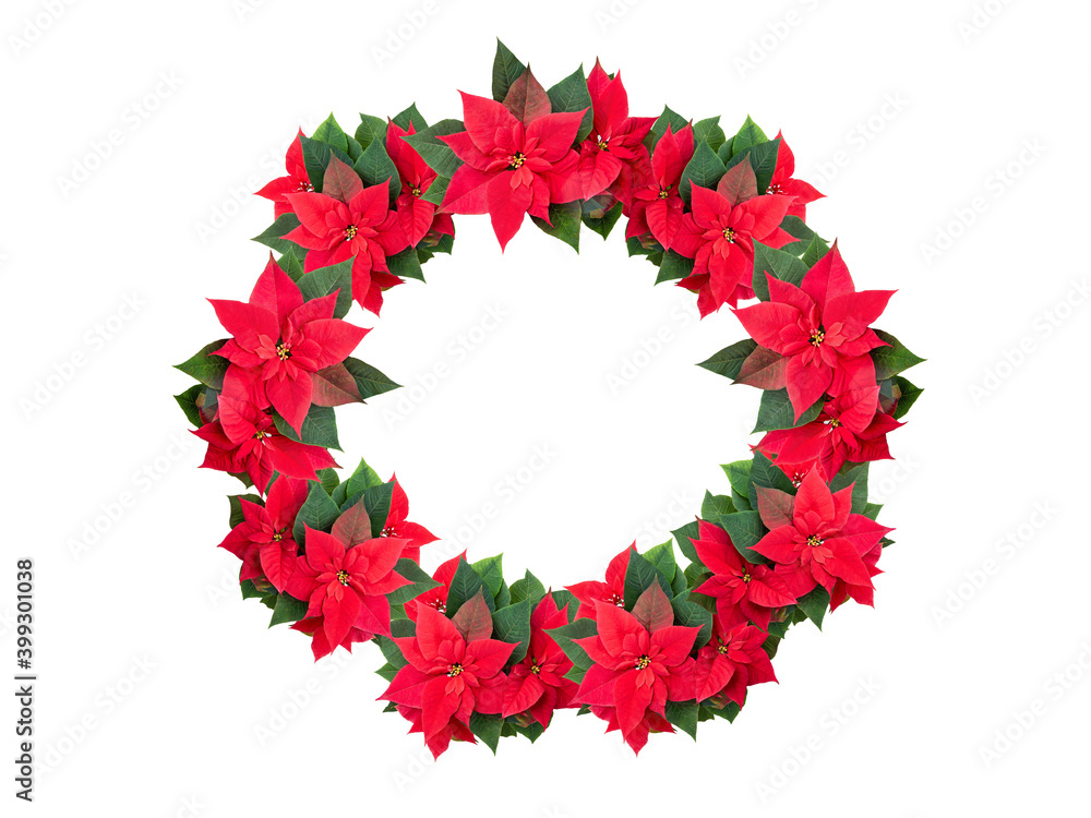 Wreath of poinsettia flowers and leaves on a white isolated background. Flat lay. Postcard for New Year and Christmas. Christmas flower. Frame made of flowers.