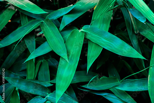 Tropical leaves green bamboo background, green leaves with dark green filter.green leaves background. 