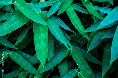 Tropical leaves green bamboo background, green leaves with dark green filter.green leaves background. 