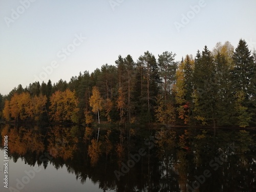 autumn in the forest