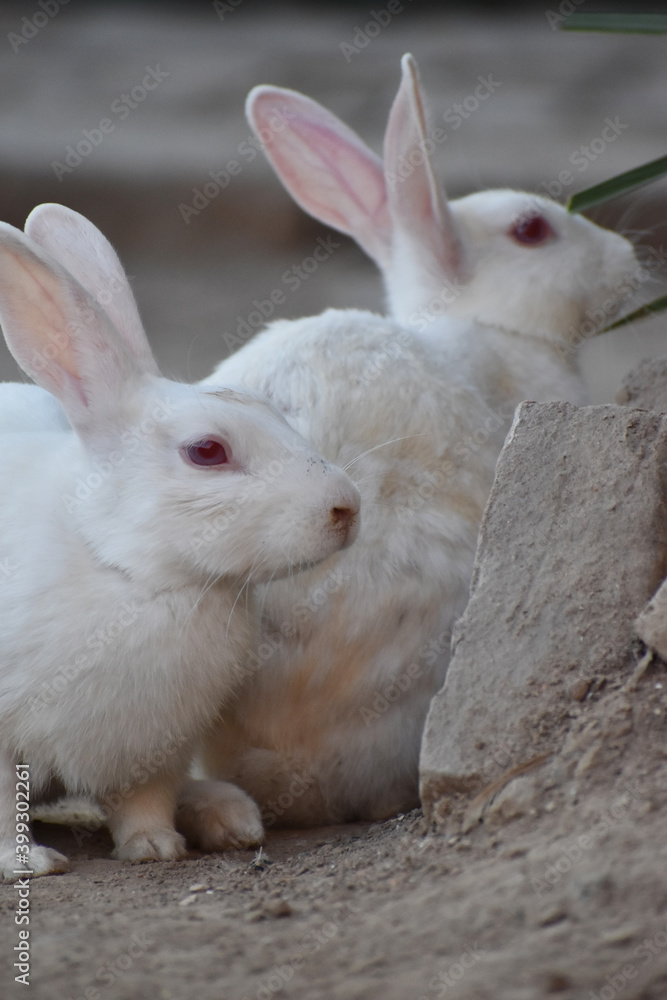 beautiful pair of a rabbit, close up beautiful pair of a rabbit, close up