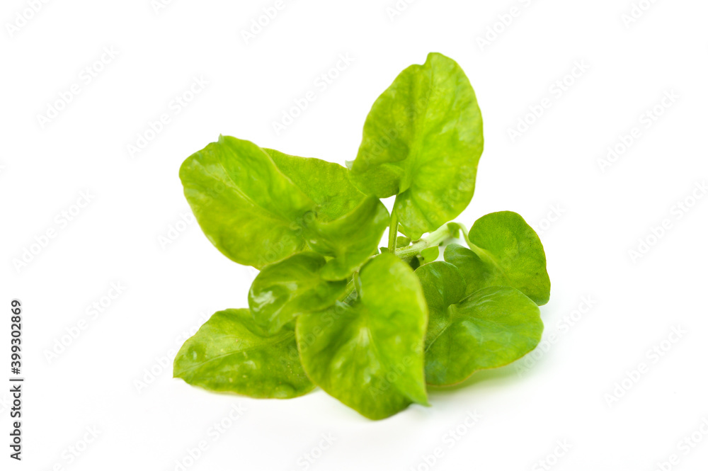 Fototapeta premium Sissoo spinach isolated on a white background, also known as Brazilian spinach, It is a vegetable that beneficial to the body. Healthy food.