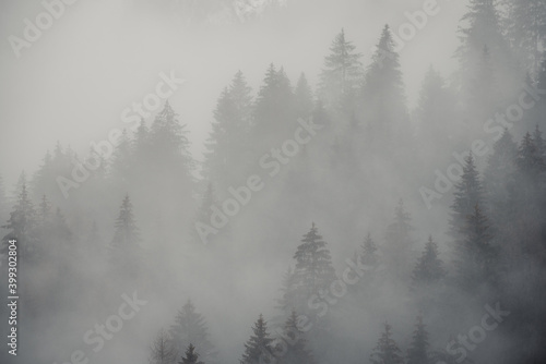 Pine trees in the fog © Massimo