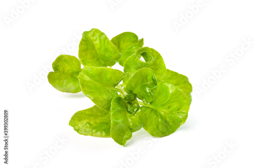 Top angle view of Sissoo spinach isolated on a white background, also known as Brazilian spinach, It is a vegetable that beneficial to the body. Healthy food.