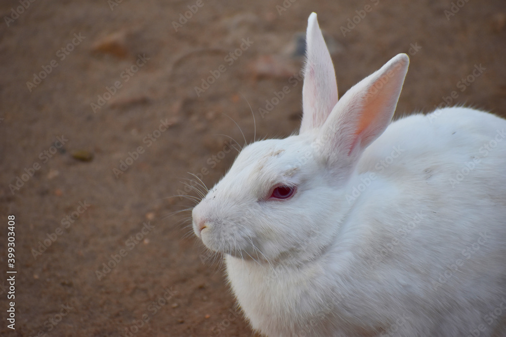 beautiful rabbit, Close-up of a white Rabbit beautiful rabbit, Close-up of a white Rabbit