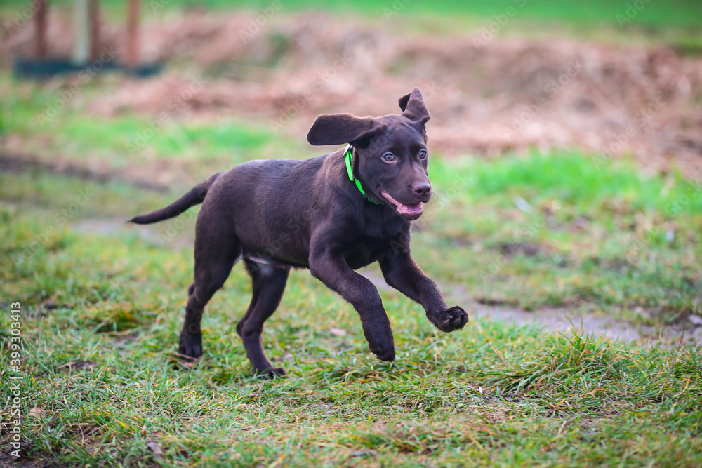 Junger brauner Labrador Welpe läuft auf einer Wiese Junger brauner Labrador Welpe läuft auf einer Wiese