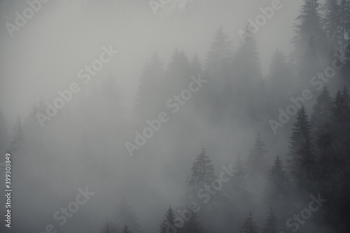 Pine trees in the fog