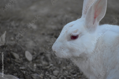 beautiful rabbit, Close-up of a white Rabbit