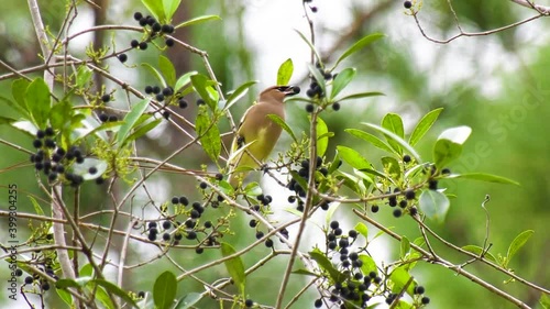 Cedar waxwing bird perched in a berry tree on windy day photo