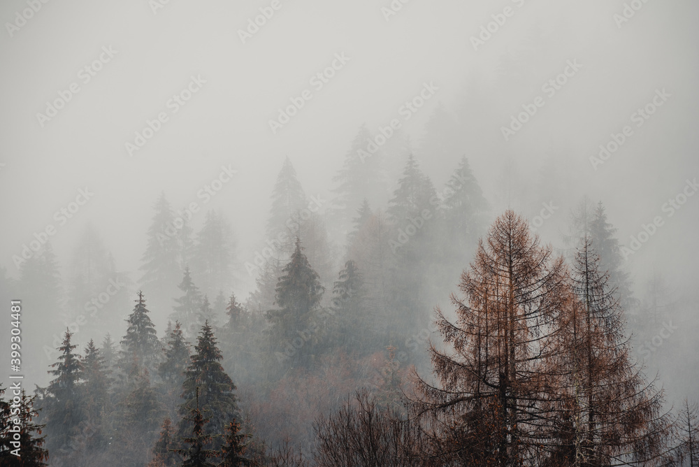 Pine trees in the fog