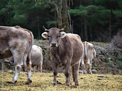 Wallpaper Mural cows in the mountains Torontodigital.ca