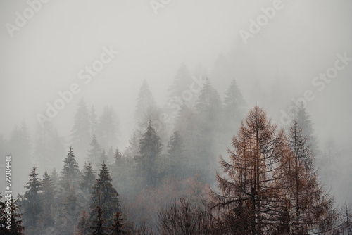 Pine trees in the fog