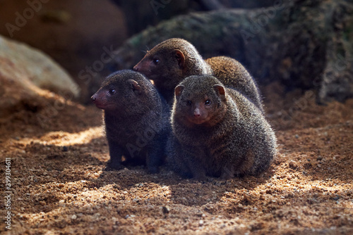 beautiful portrait of three common dwarf mongoose in a zoo in valencia, spain