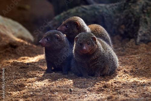 Tableau sur toile beautiful portrait of three common dwarf mongoose in a zoo in valencia, spain