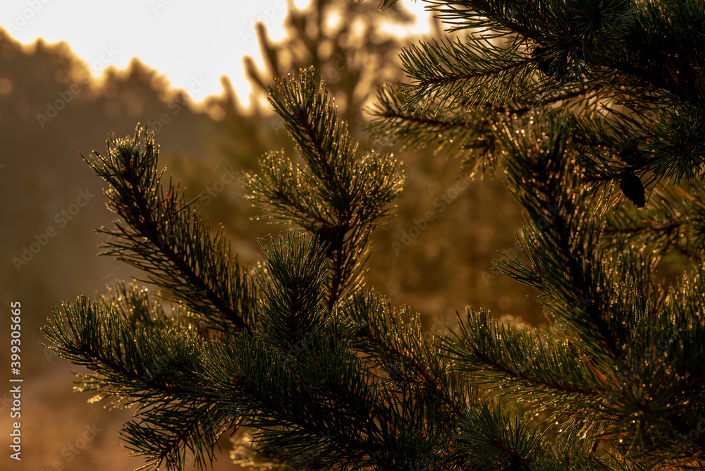 Obraz premium pine branch with cones and spider webs