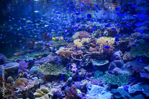 サンゴ礁の生き物