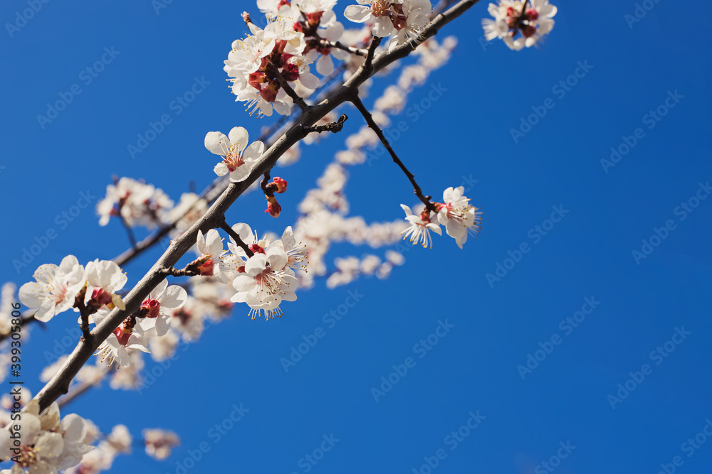 Blooming tree brunches on the background of blue sky. Blooming tree brunches on the background of blue sky.