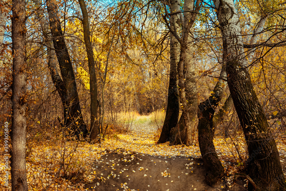 forest, autumn, forest thicket, nature, Russia, the world, recreation, tree