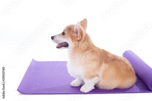 Dog sitting on a yoga mat  concentrating for exercise  isolated on white background