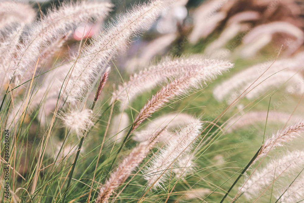 Grass flowers in the nature background after rainy, Soft focus the beautiful a flower in the garden. Grass flowers in the nature background after rainy, Soft focus the beautiful a flower in the garden.