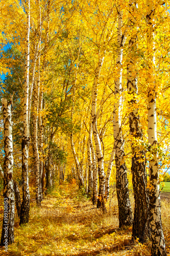 forest, autumn, forest thicket, nature, Russia, the world, recreation, tree, birches
