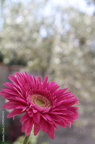 Gerbera rosa bokeh