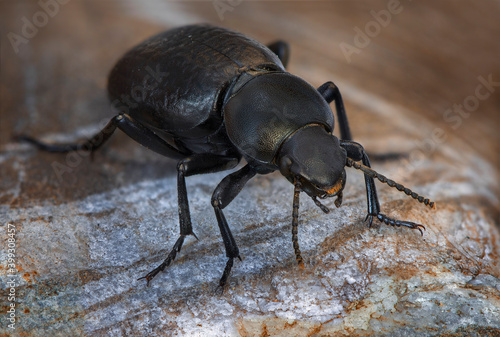 Tentyria tessulata (Tenebrionidae) is a darkling beetle endemic to Transcaucasia and Caucasus. The beetle is known to be feeding on decaying plant and animal matter. photo
