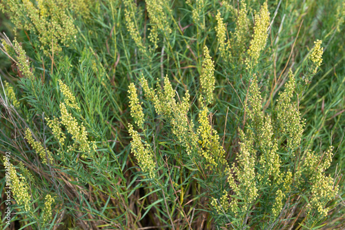 Yellow wildflowers on green grasses in a meadow in summer. Yellow-green natural plant background