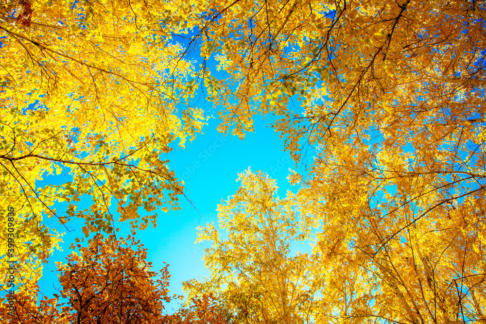 forest, autumn, forest thicket, nature, Russia, the world, recreation, sky, leaf, birch, yellow forest, autumn, forest thicket, nature, Russia, the world, recreation, sky, leaf, birch, yellow