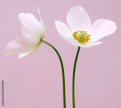 Fototapeta Naklejka Na Ścianę i Meble -  White beautiful primrose. Flowers on a green stem. Studio shot. Nature.