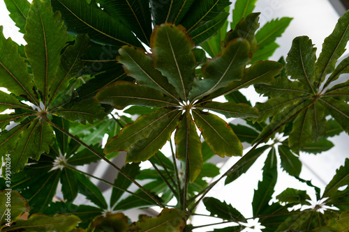 Dizygotheca elegantissima, also known as schefflera or aralia elegantissima photo