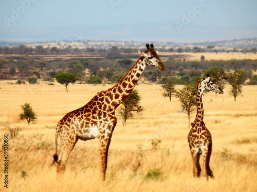 Safari Afrika - Löwe / Zebra / Leopard / Straus / Knu